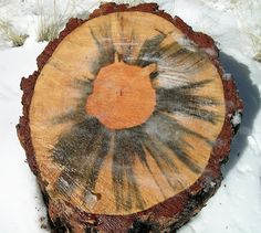 a piece of wood that has been cut in half and is sitting in the snow