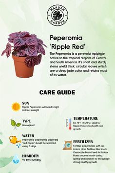 an info sheet describing the different types of plants and how they are used to care for them