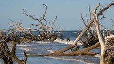 driftwood on the beach with waves coming in