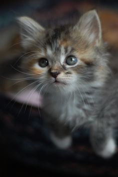 a small kitten sitting on top of a table