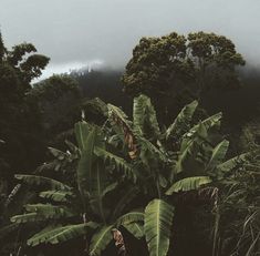 a lush green forest filled with lots of trees covered in foggy skies and low lying clouds