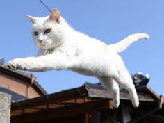 a white cat jumping up into the air with its front paws on top of a building