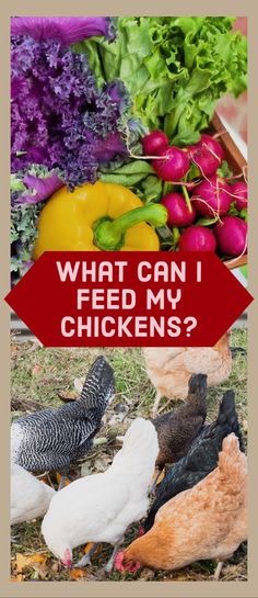 what can i feed my chickens? with pictures of different types of vegetables and fruits