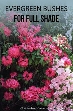 pink flowers with text overlay that says evergreen bushes for full shade and the words