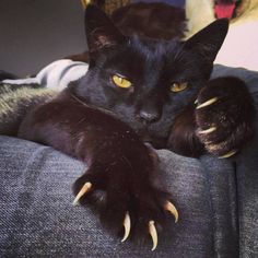 a black cat laying on top of a couch