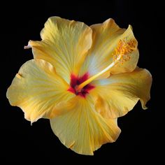 a large yellow flower with red stamens