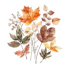 watercolor painting of autumn leaves on white background