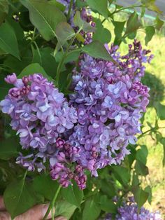 purple lilacs are blooming in the garden