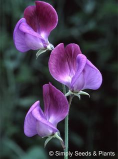 three purple flowers with green leaves in the background