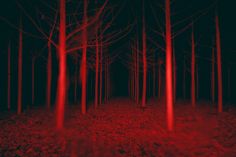 a dark forest filled with lots of red trees in the middle of it's night