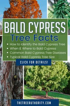 bald cypress tree with the title how to identify the bald cypress tree