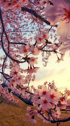 pink flowers are blooming on the branches of a tree in front of a sunset