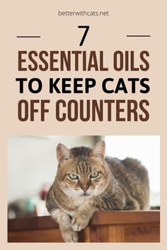 Wondering if you can use essential oils to keep your cat off the counterYou canWe've got 7 options and how to stay safe. Essential Oil Cat Repellent, Cat Repellent Spray Essential Oils, Natural Cat Deterrent, Essential Oils Cats Don’t Like, Keep Cat Off Counter, Cat Deterrent Spray Essential Oils, Cat Safe Essential Oils, Keep Cats Off Counter, How To Keep Cats Off Counters