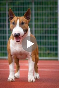 a brown and white dog standing on top of a red floor next to a fence