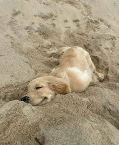 a dog that is laying down in the sand