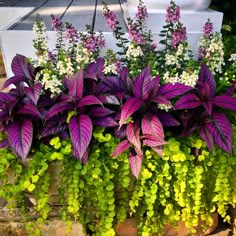 purple and green plants are growing in a brick planter