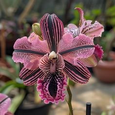 a pink and black striped flower in a potted plant with other plants behind it