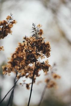 some brown flowers are on a tree branch