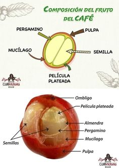 the parts of an apple labeled in spanish and english with caption for each part