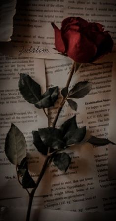 a single red rose sitting on top of an open book