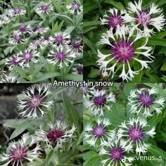 some white and purple flowers with green leaves in the background that says amethyskin snow