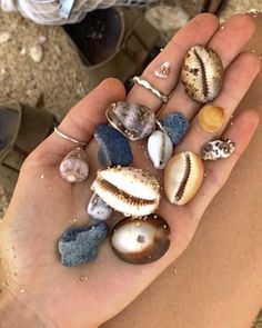 a person's hand holding several seashells in their palm, with shells scattered around them