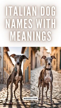 two dogs standing next to each other on a cobblestone street with the words italian dog names with meanings