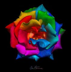 a multicolored rose is shown in the dark