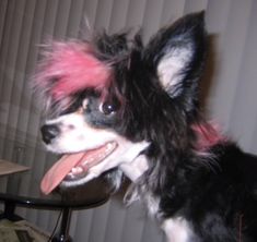 a black and white dog with pink hair sitting on top of a chair next to a table