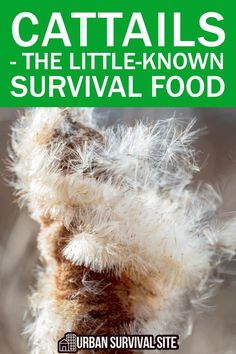 Did you know that tucked away in marshes and ponds lies a survival superfood that has been used for centuries? Introducing cattails, nature's versatile and nutrient-rich treat! In this article, we'll dive into the world of cattails, exploring their culinary, medicinal, and practical uses that could just save your life in a survival situation. Camping Food Storage, Best Survival Food, Off Grid Home, Shtf Prepping, Survival Foods, Wild Food Foraging, Food Foraging, Situational Awareness, Survival Hacks