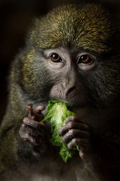 a monkey holding a piece of lettuce in it's hands and looking at the camera