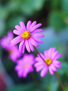 purple flowers with yellow center in the middle and green leaves behind them on a sunny day