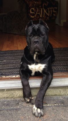 a large black dog laying on top of a door mat