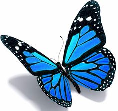 a blue butterfly with white dots on it's wings