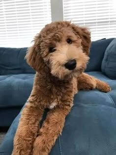 a brown dog sitting on top of a blue couch