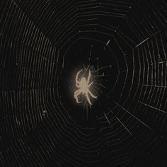 a spider in the center of a web with light shining on it's back