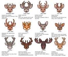 different types of deer's heads with the names and numbers on each one side