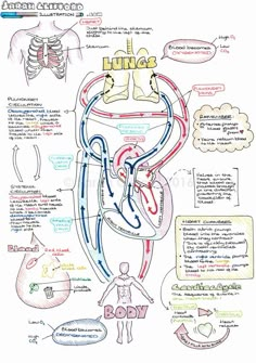 diagram of the human body and its functions