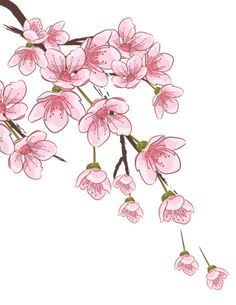 a branch with pink flowers on it