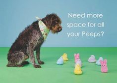 a dog is sitting in front of some rubber ducks and an ad for peeps