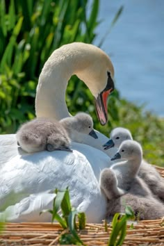 a mother swan with her two young chicks