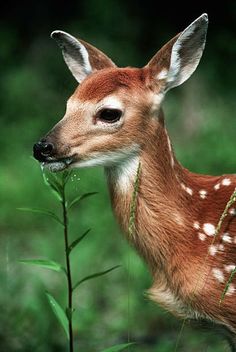 a small deer standing next to a tall green plant