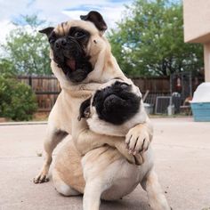 two pug dogs playing with each other outside