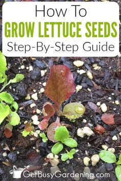 some plants that are growing out of the ground with text overlay reading how to grow lettuce seeds step - by - step guide