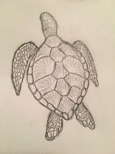 a pencil drawing of a turtle