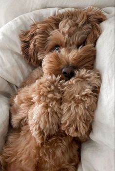 a small brown dog laying on top of a white bed covered in blankets and pillows