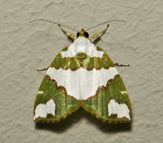 a green and white moth sitting on top of a wall