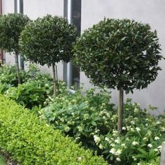 some very pretty bushes by the side of a building with flowers growing in front of them