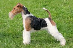 a small dog standing on top of a lush green field