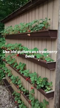 the strawberry plants are growing on the side of the building